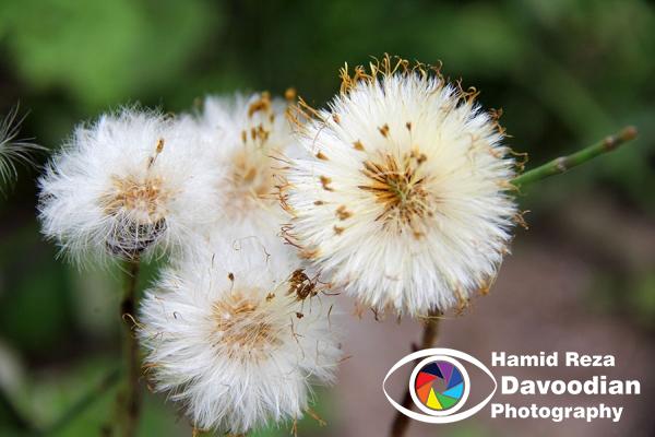 Eucalyptus tree flower 