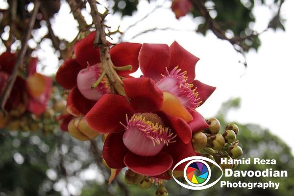 Flower in Rio de Janeiro