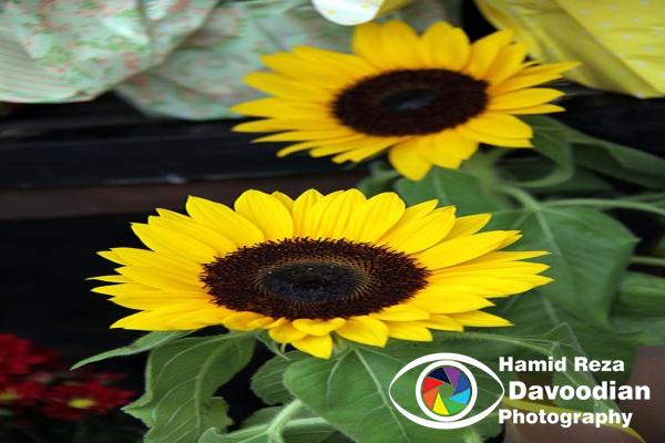 Sunflower in Rio de Janeiro