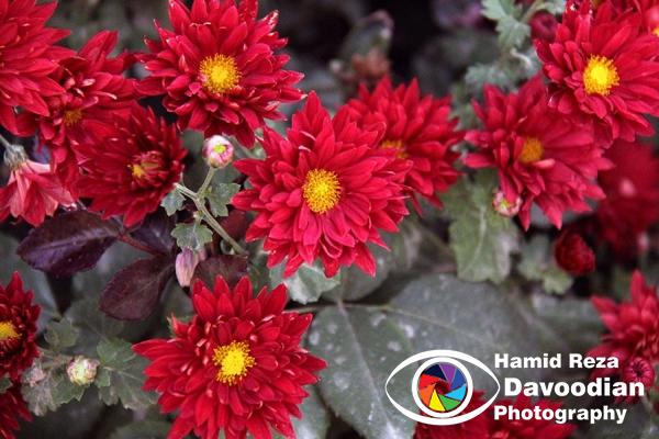 Chrysanthemum Flower, Isfahan, Iran