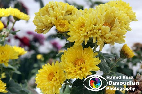 Chrysanthemum Flower, Isfahan, Iran