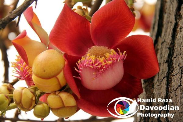 Flower in Rio de Janeiro