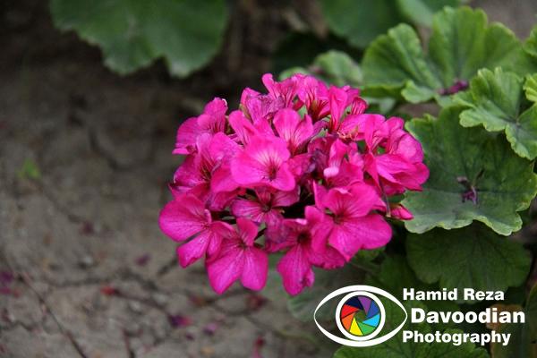 Geranium Flower