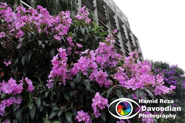 Flower in Sao Paulo