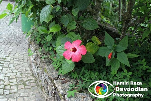 Flower in Rio de Janeiro