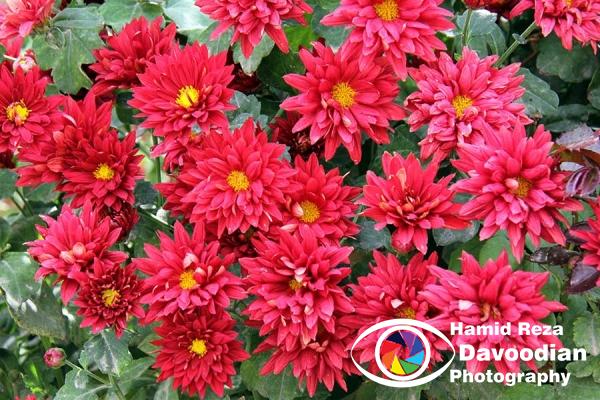 Chrysanthemum Flower, Isfahan, Iran