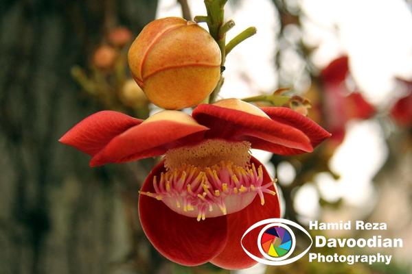 Flower in Rio de Janeiro