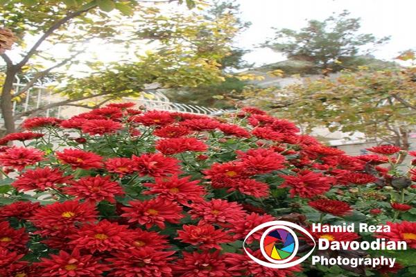 Chrysanthemum Flower, Isfahan, Iran