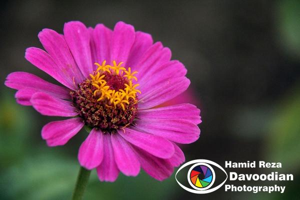 Zinnia Flower