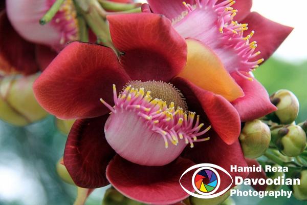 Flower in Rio de Janeiro