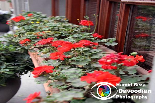 Geranium Flower in Istanbul, Turkey