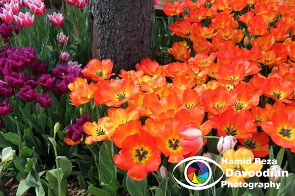 Tulip in Istanbul