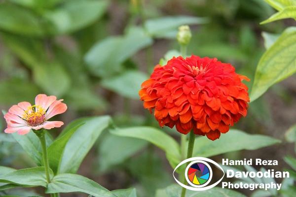 Zinnia Flower