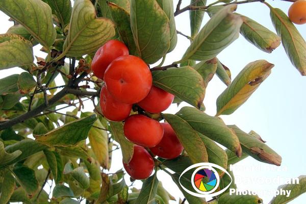 Persimmon