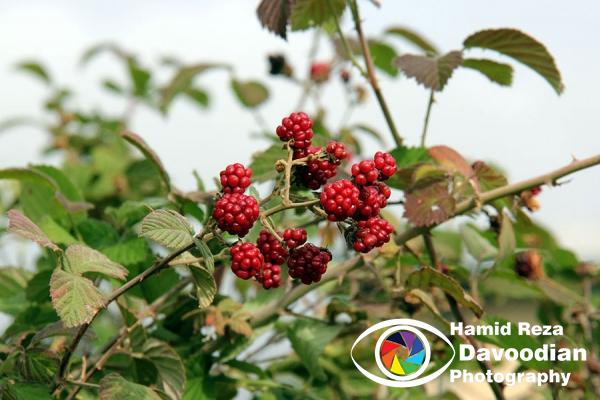 Raspberry