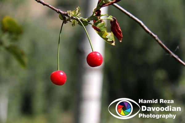 Cherries