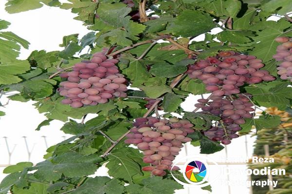 Grapes, Isfahan, Iran