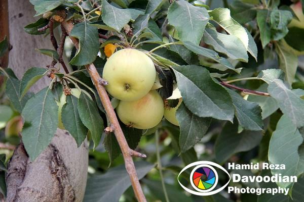 Apple