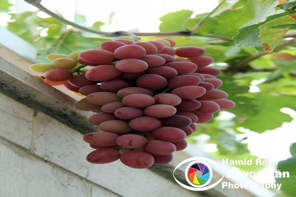 Grapes, Isfahan, Iran