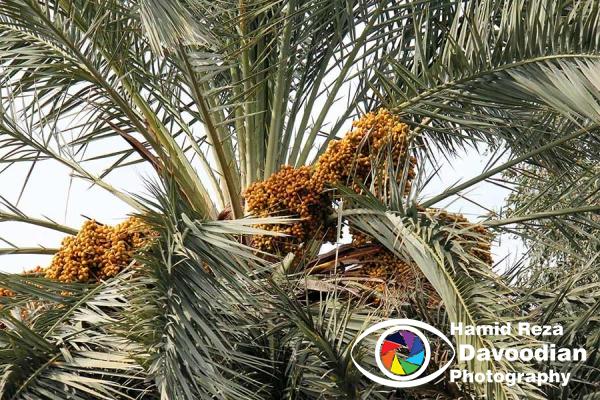 Date & Palm
