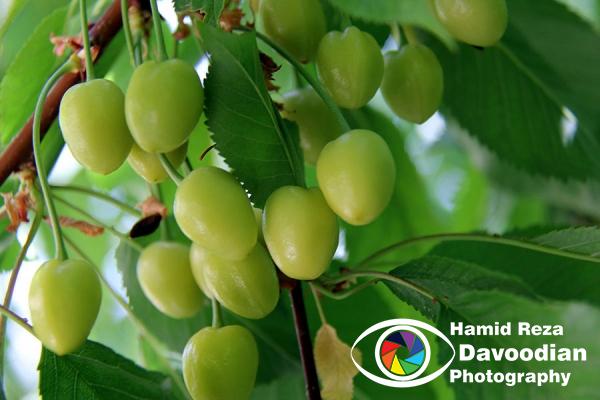 Cherries