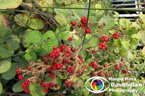 Raspberry