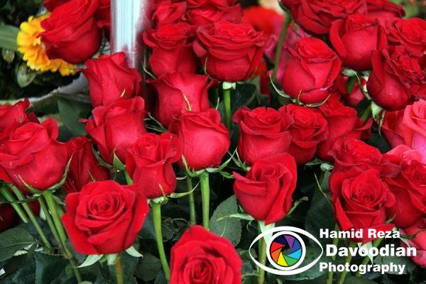 Roses Store in Taksim Square