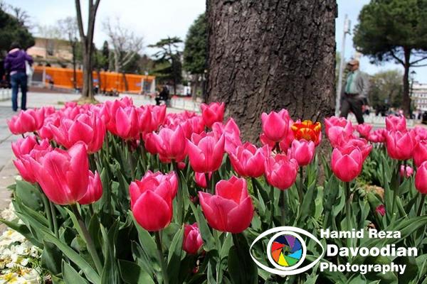 Tulip
