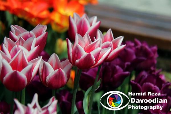 Tulip