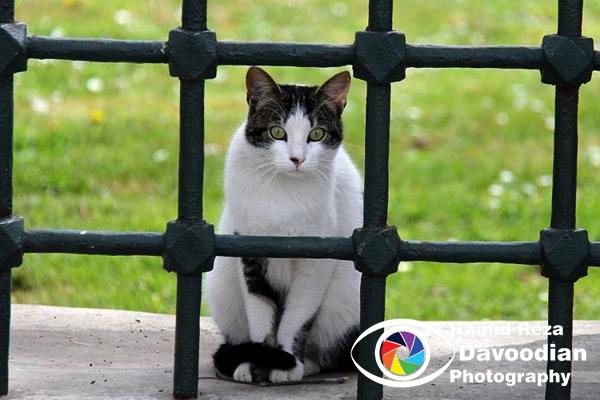 Cat in Sultan Ahmad Masque 
