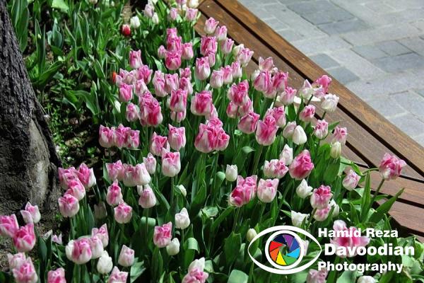 Tulip