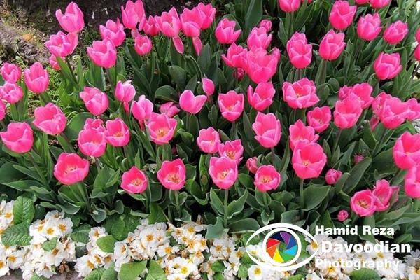 Tulip