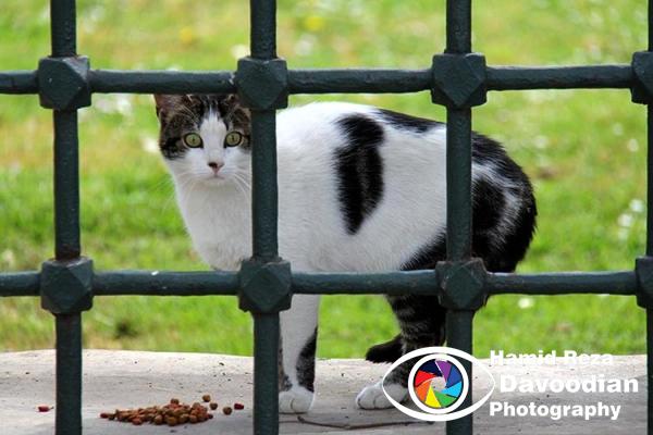 Cat in Sultan Ahmad Masque 