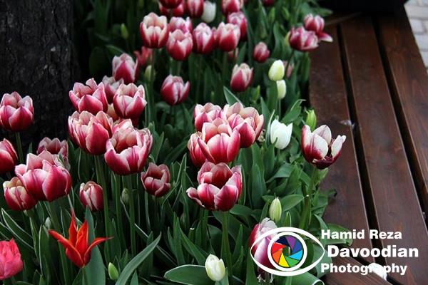 Tulip