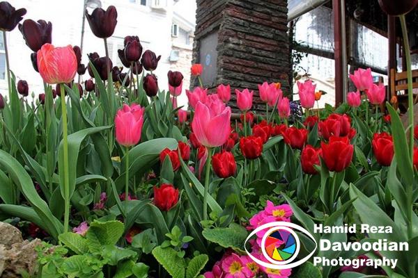 Tulip
