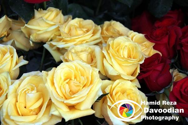 Roses Store in Taksim Square