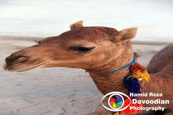 Camel in Varzaneh 