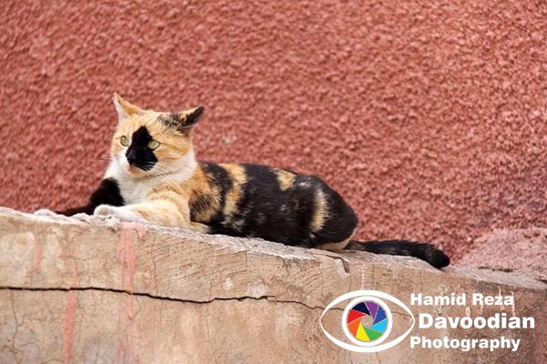 Cat in Relaxing