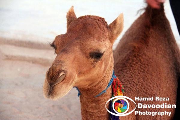 Camel in Varzaneh