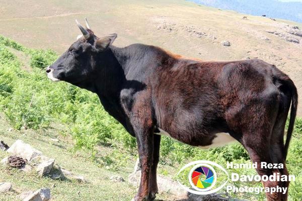 Cow in Asalem