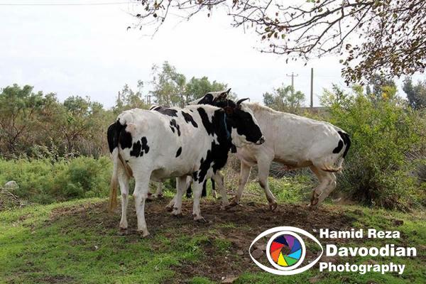 Some Cow iin Ashoradeh Island