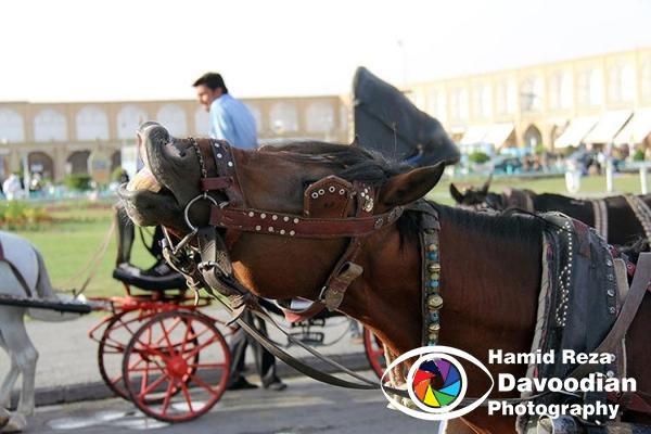 Hours in Naghshe Jahan