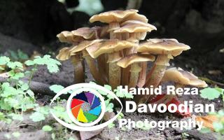 Mushroom