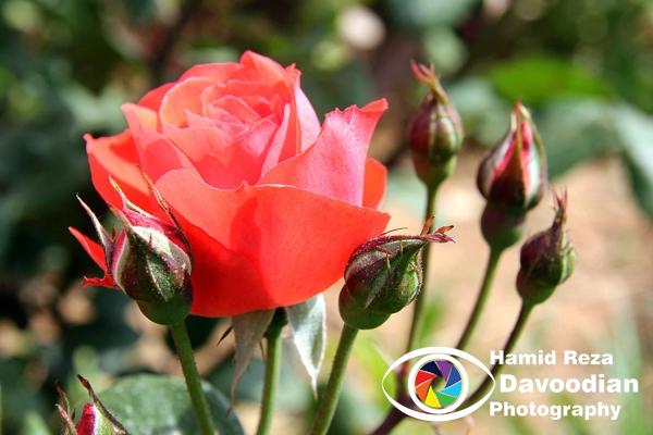 Red Rose