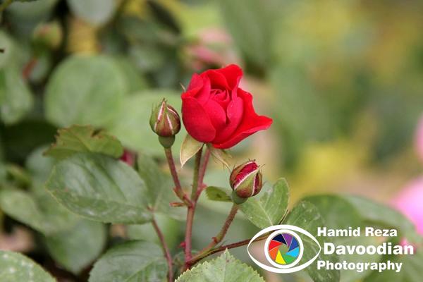 Red Rose