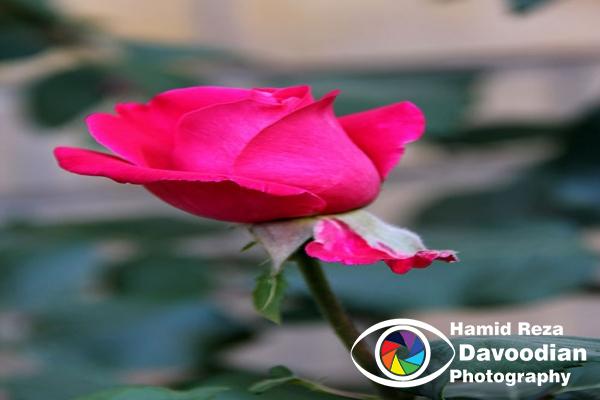 Red Rose