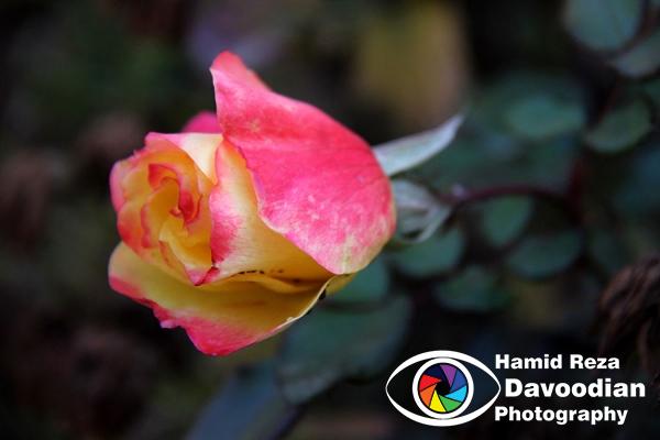 IMG_2671_WH.jpg
