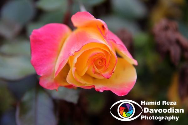 IMG_2669_WH.jpg