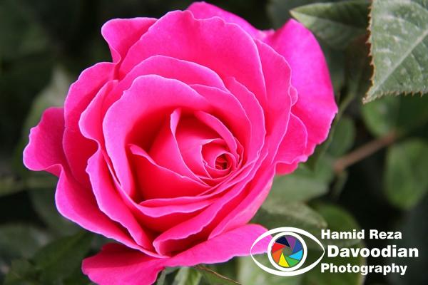 IMG_0534_WH.jpg
