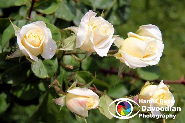 IMG_0527_WH.jpg